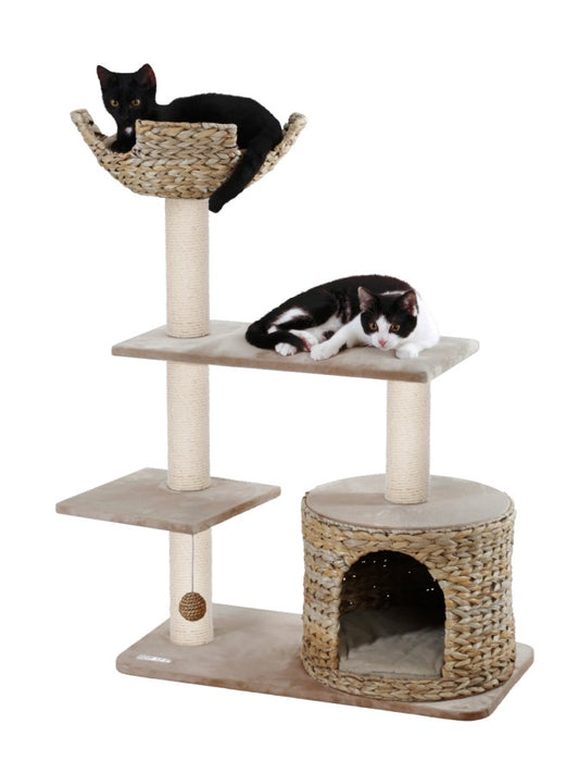 Banana Leaf Jade kaparófa