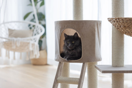 Banana Leaf Waxy kaparófa