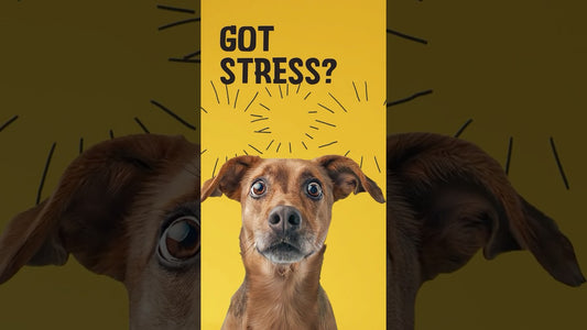 Excellent Pets Stresszoldó Puha Rágcsálnivaló 120 Treats
