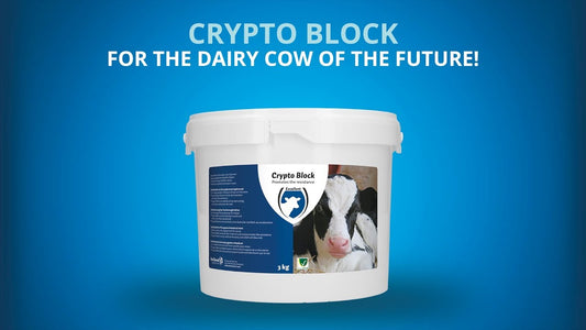 Kiváló Kripto Blokk 4,8 kg