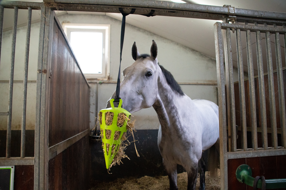 Hay Slow Feeder Fun & Flex Carrot Green