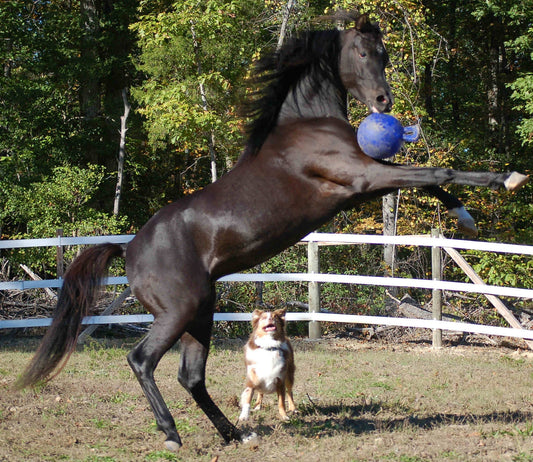 Jolly Ball Zöld (alma)
