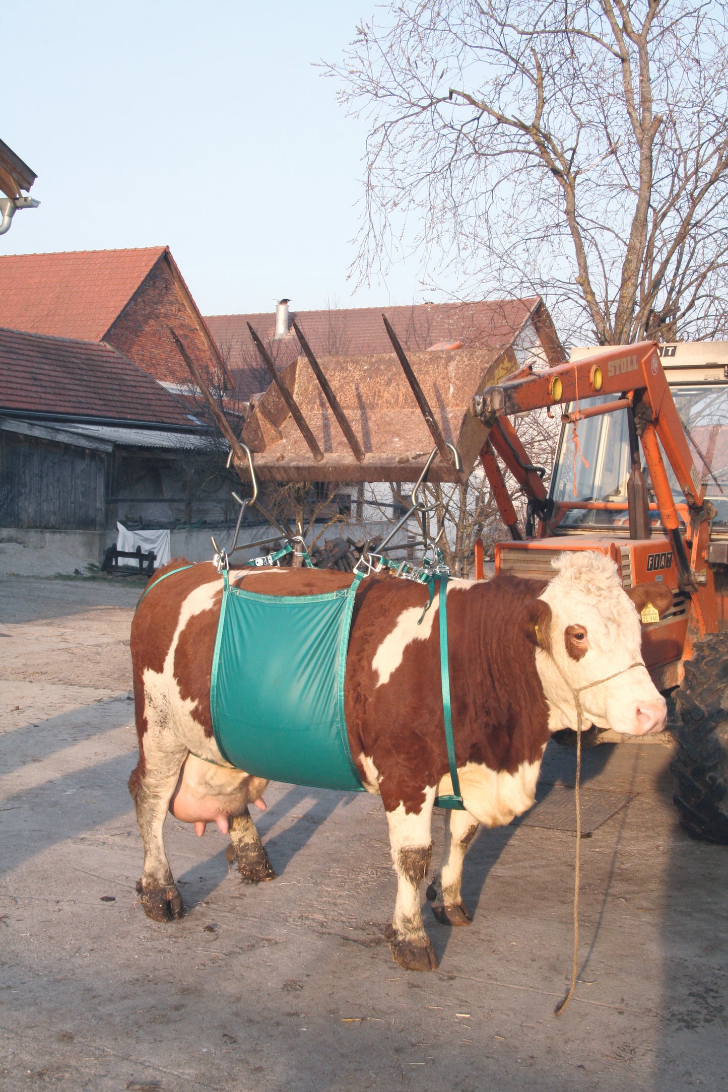 Cow lifting device