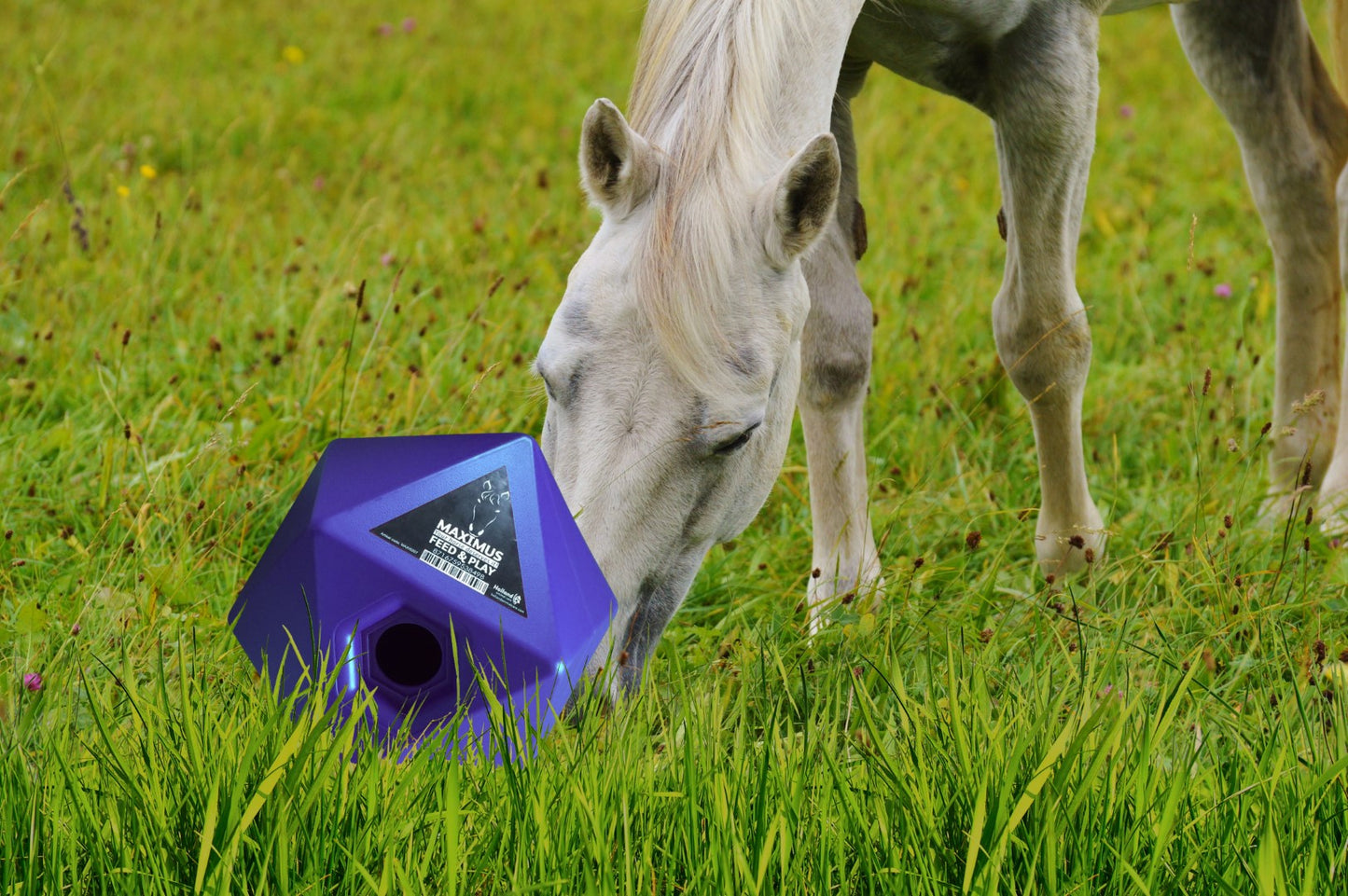 Maximus Feed & Play Blue