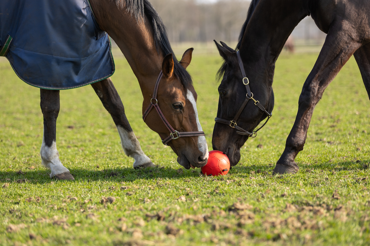 Excellent Horse Fun Play Ball Pink