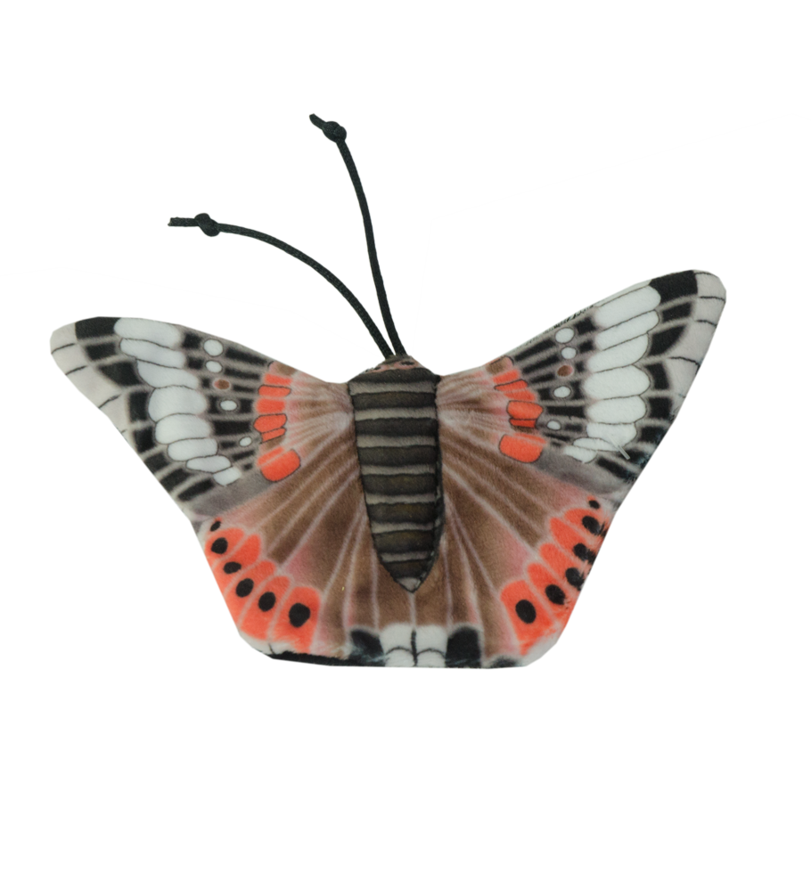 Wild Life Cat Admiral Butterfly