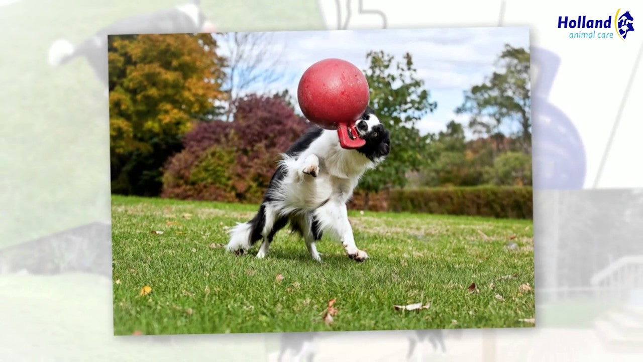 Jolly Tug-n-Toss Blue M (15 cm)