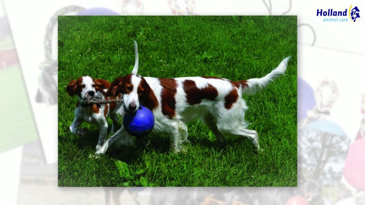 Jolly Romp-n-Roll Piros M (15 cm)