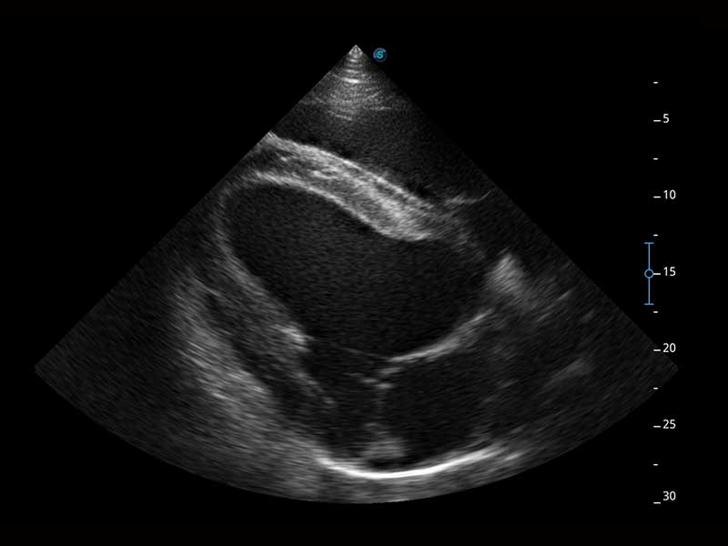Sonoscape X5V színes, hordozható, Doppler ultrahang lóspecifikus szoftverrel