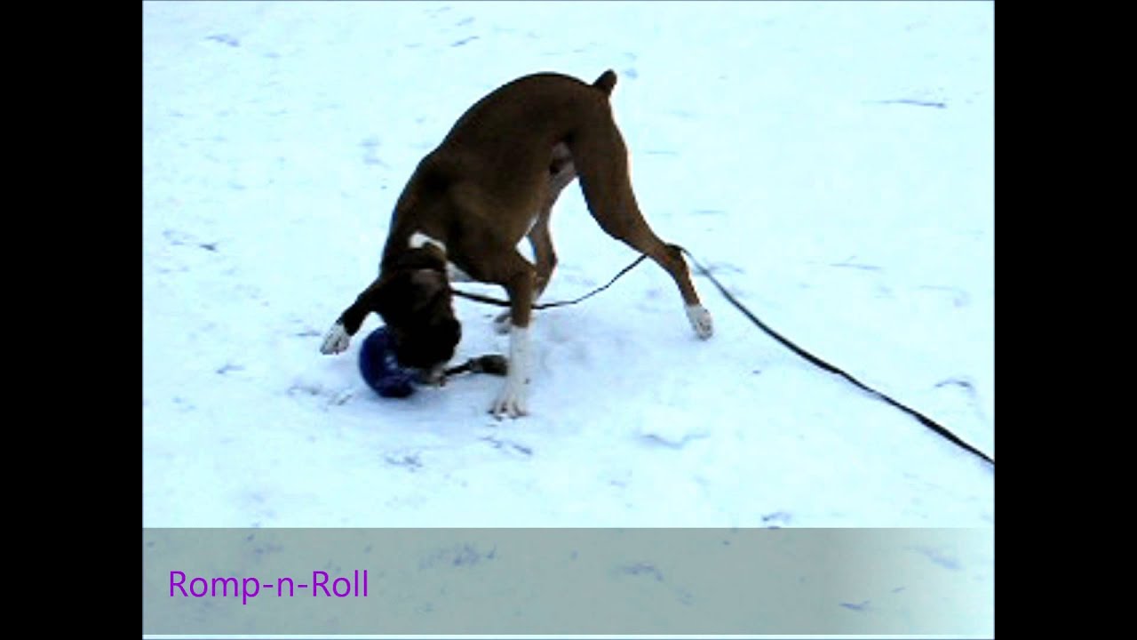 Jolly Romp-n-Roll Purple M (15 cm)