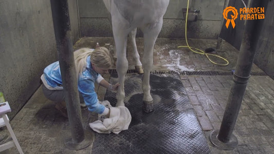 Paardenpraat TV Pataápoló olaj