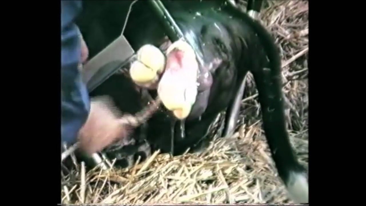 Vink Calf Puller Lever Mechanism Alternative Traction (Dairy Cattle)