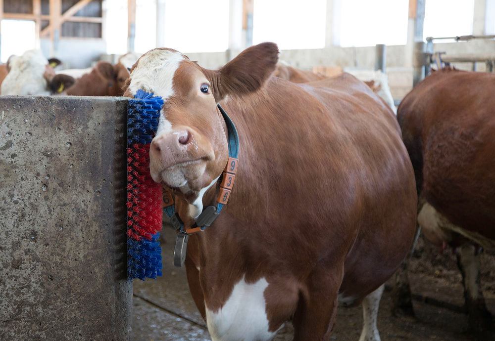 Brush for horse, cattle, goat