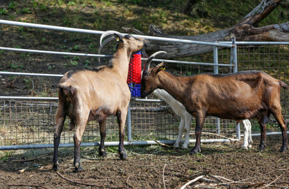 Brush for horse, cattle, goat