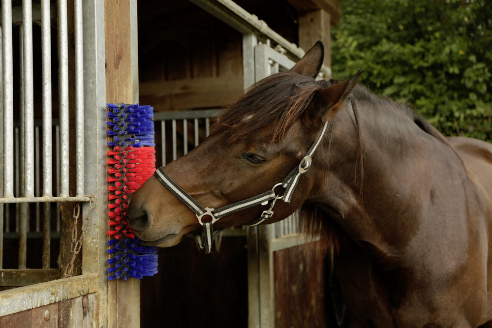 Brush for horse, cattle, goat
