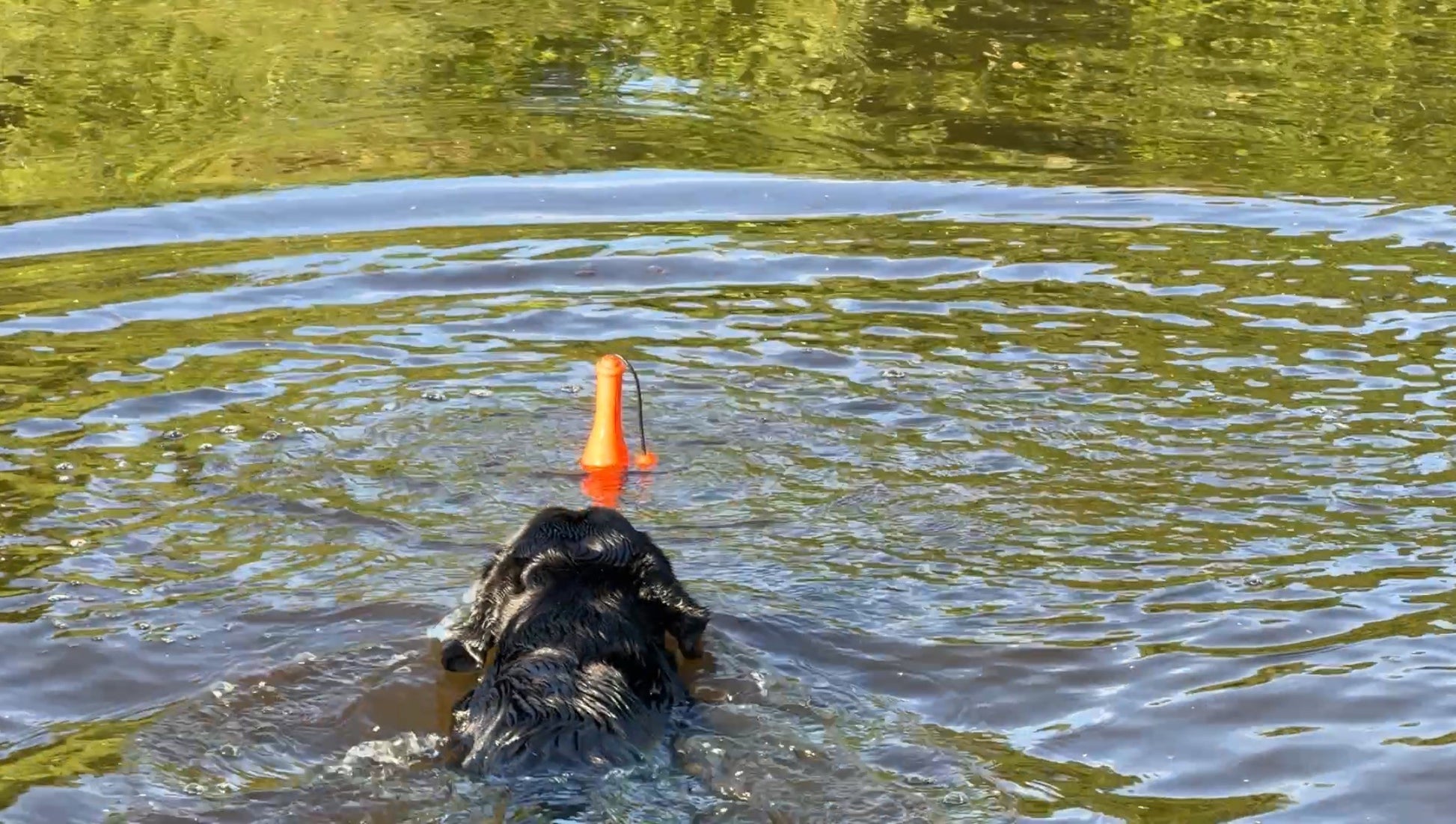 Dog Comets Bobber Orange