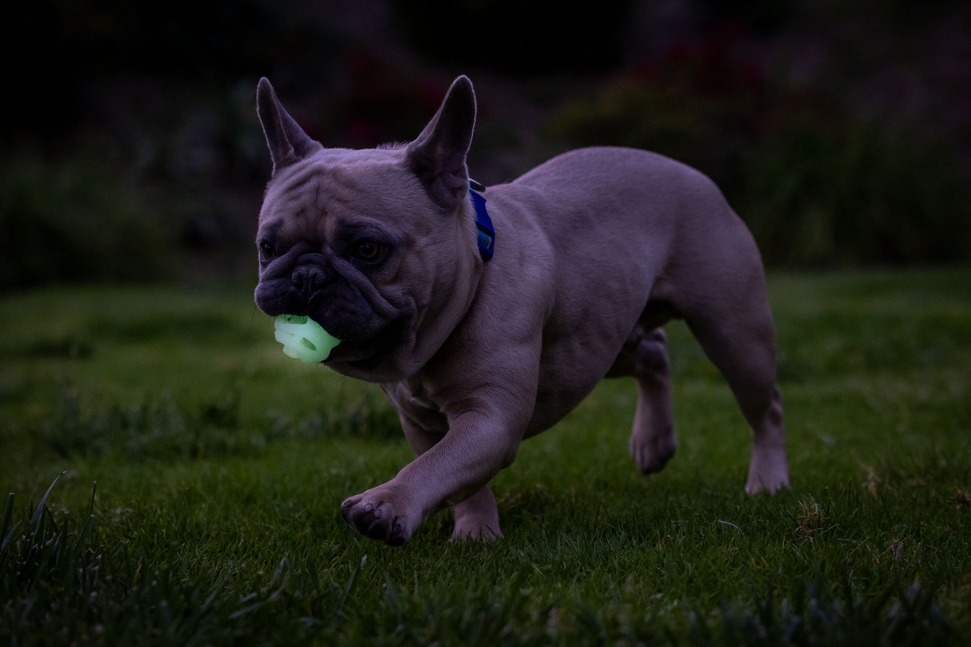 Chuckit! Air Glow Fetch Ball M (2-pack)