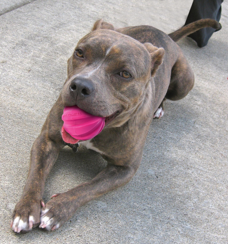 Dog Comets Halley Pink
