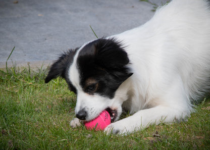 Dog Comets Stardust Pink S