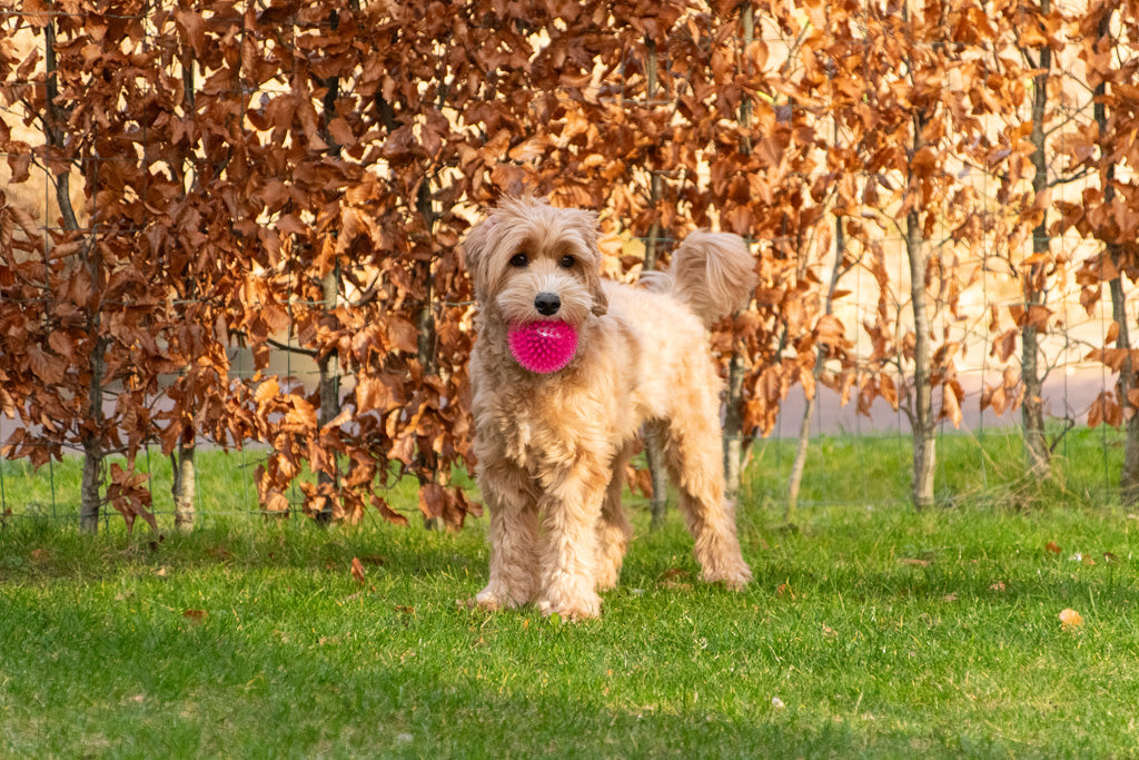Dog Comets Exoplanet Spiky Ball L Pink