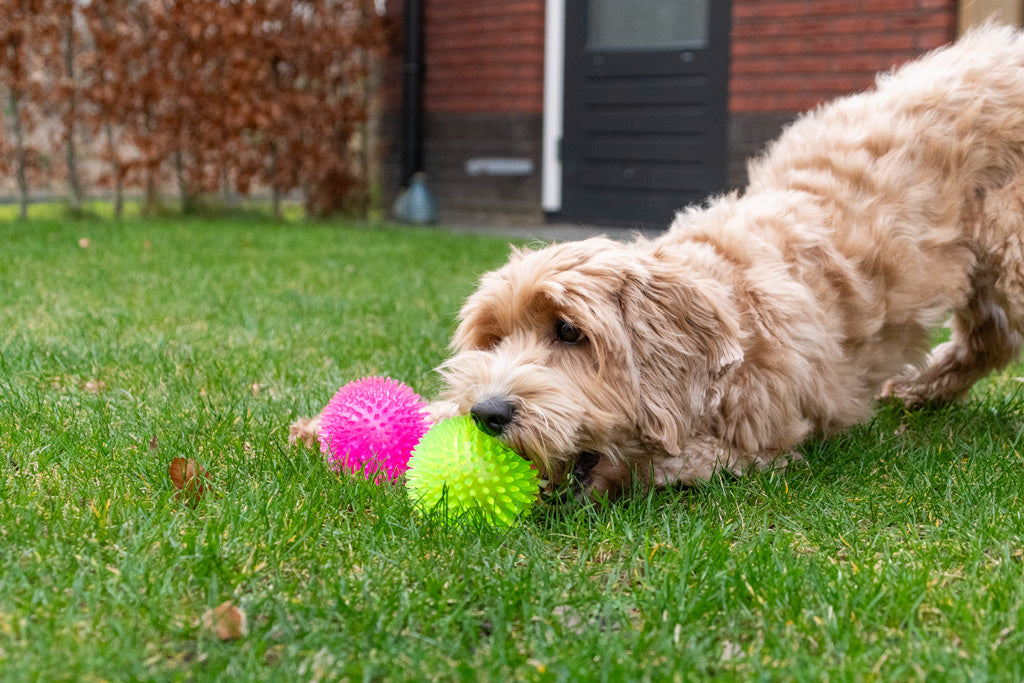 Dog Comets Exoplanet Spiky Ball L Pink