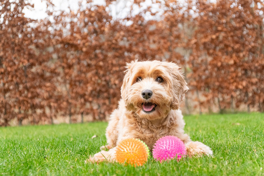 Dog Comets Exoplanet Spiky Ball M Pink