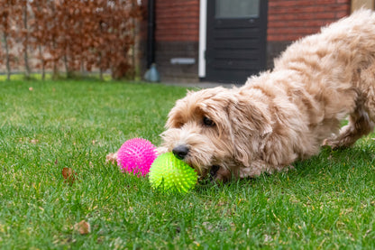 Dog Comets Exoplanet Spiky Ball S Green