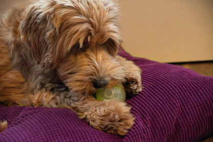 Dog Comets Glow In The Dark Moon Ball M Pink