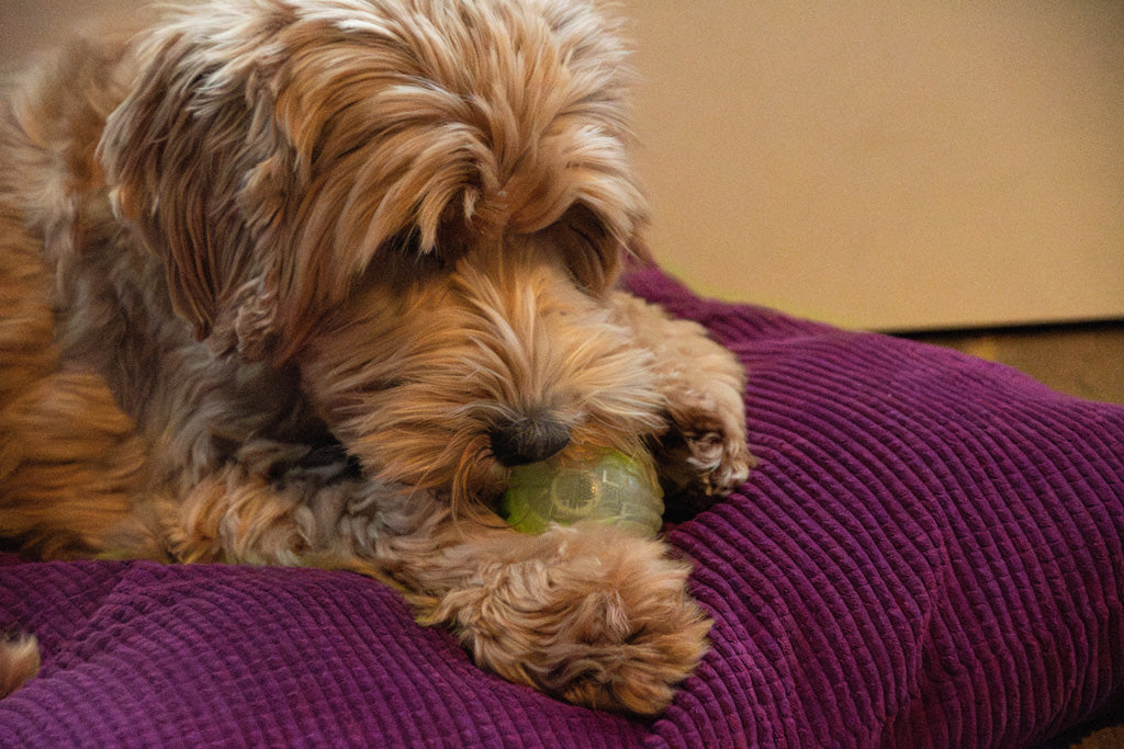 Dog Comets Glow In The Dark Moon Ball L Pink