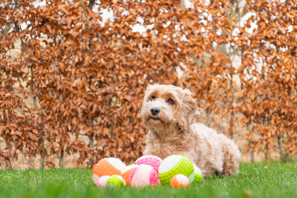 Dog Comets Glow In The Dark Moon Ball M Green