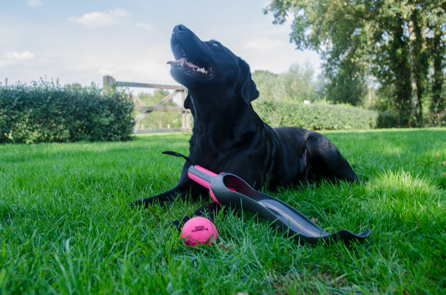 Dog Comets Star Launcher Pink