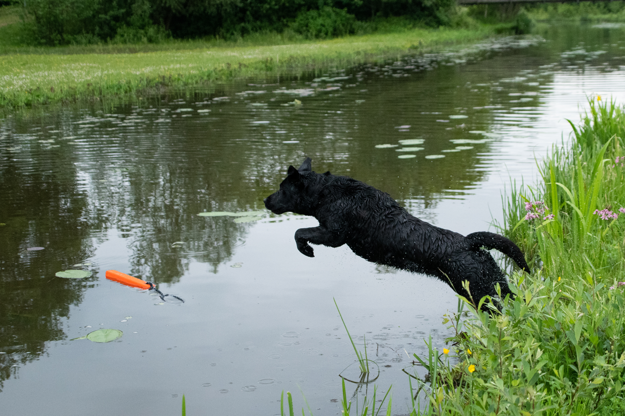 Dog Comets Orion Orange