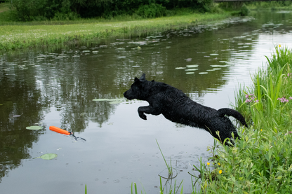 Dog Comets Orion Orange