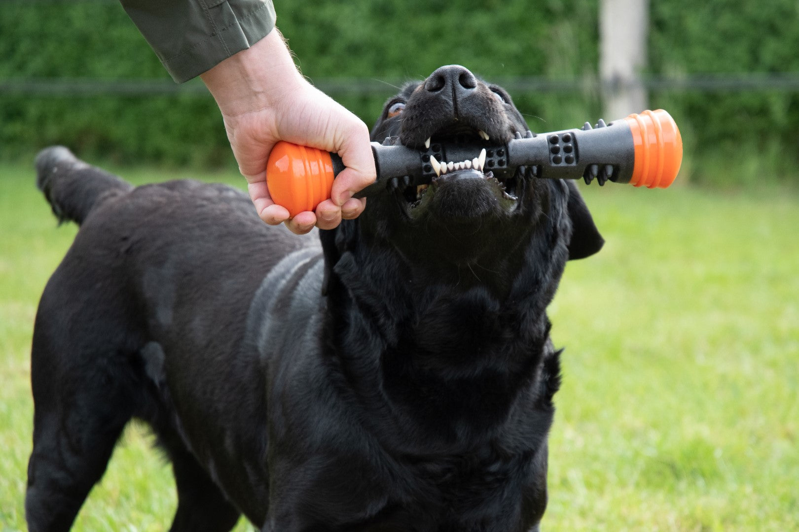 Dog Comets Meteor Throwing stick Orange L