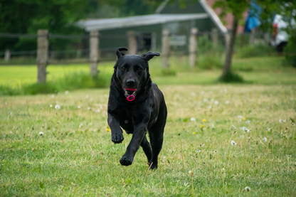 Dog Comets Blazar Jet Orange