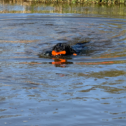 Dog Comets Bobber Green