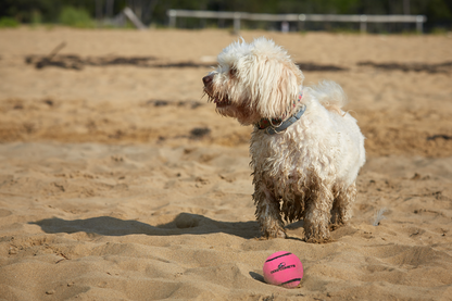 Dog Comets Neutron Star Tennis Ball With Squeaker M Pink