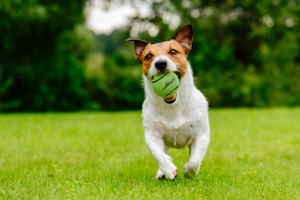 Dog Comets Neutron Star Tennis Ball With Squeaker M Green