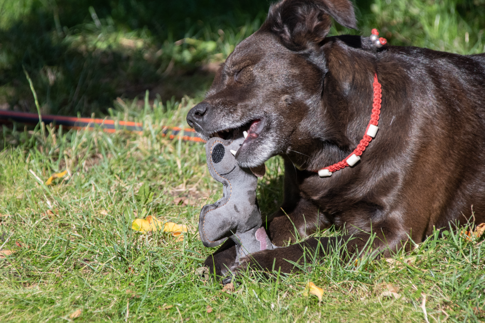 Doggy Doodles Donkey brown Donkey Light Gray