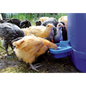 Drinker Poultry for self-assembly