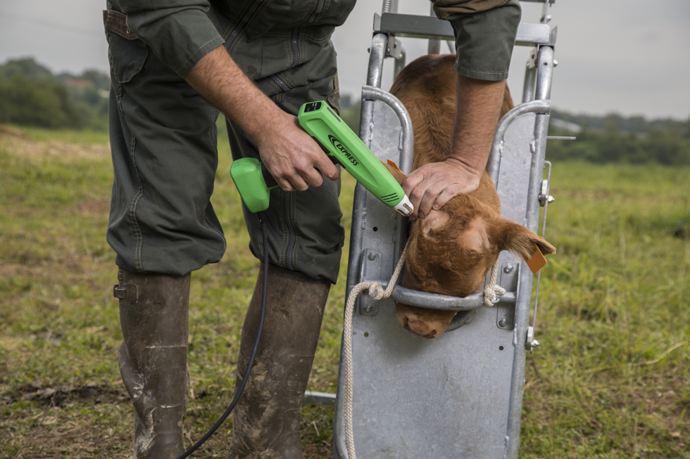 Express Cosmos Electric Dehorner Calves