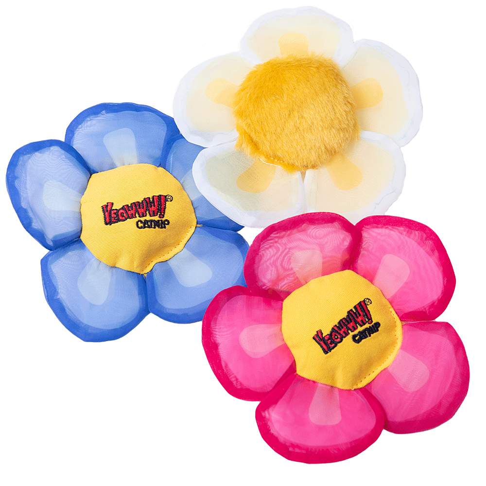 Yeowww! Display Strip Daisy's Flower Top 12 pcs.