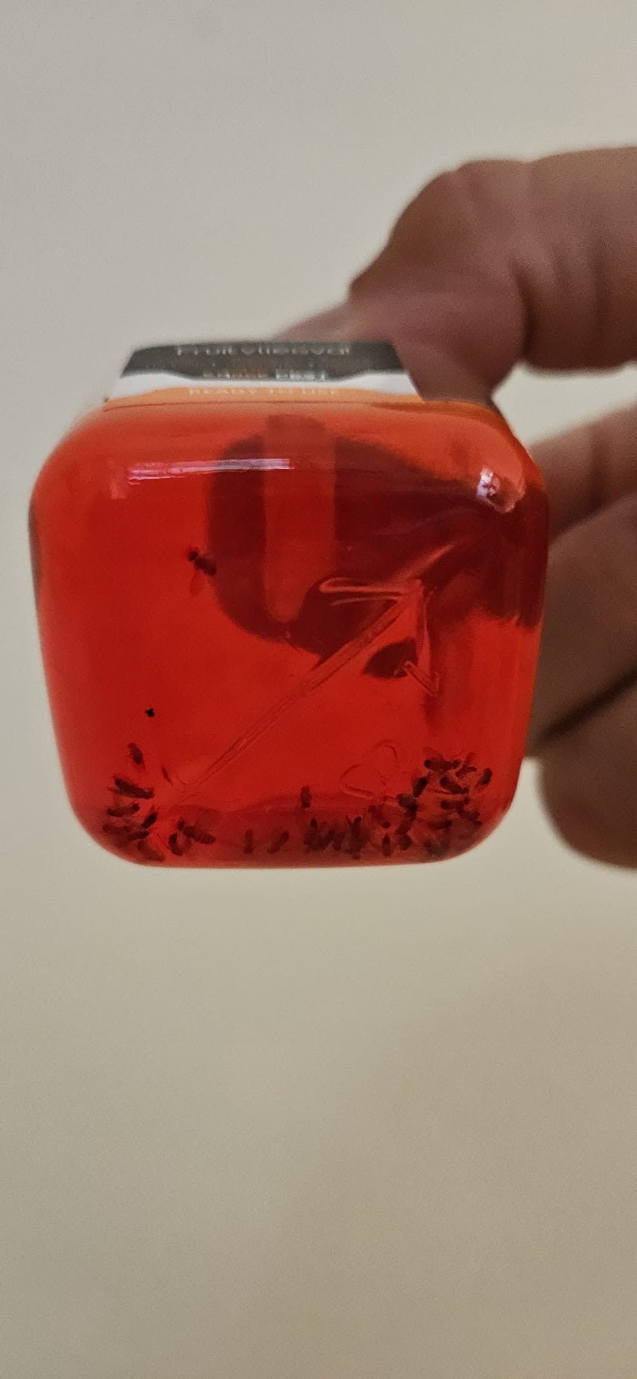 Knock Pest Fruit Fly Trap 1 Trap
