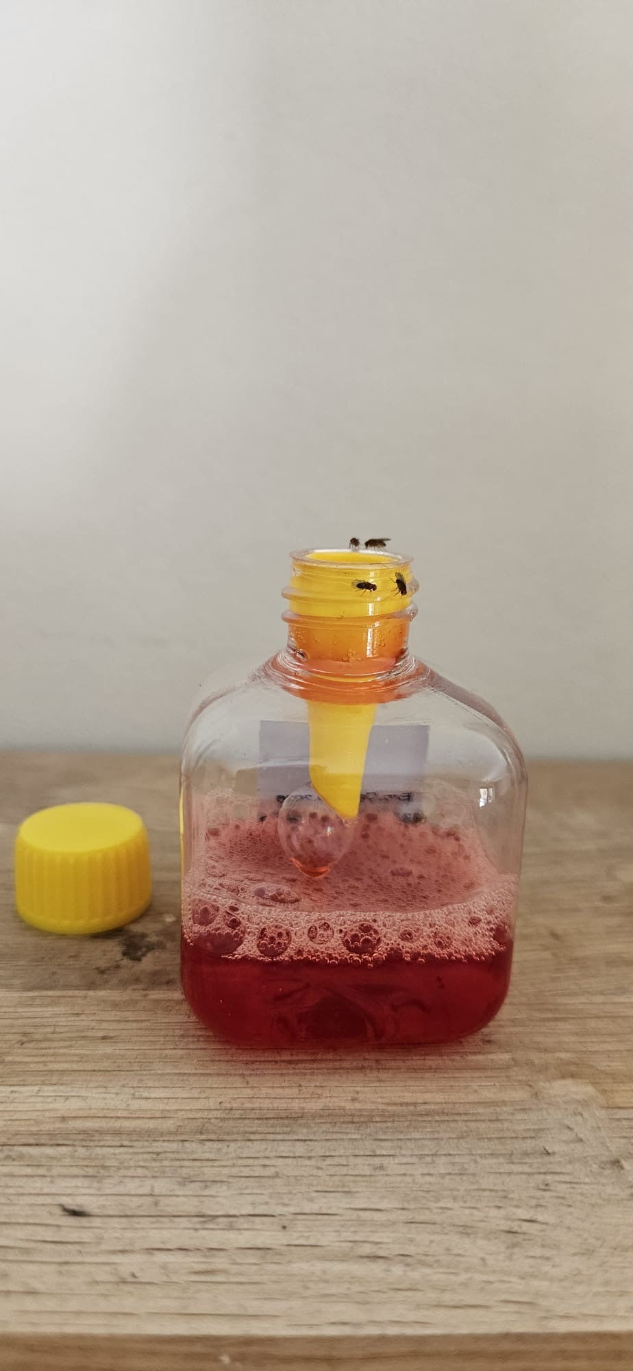 Knock Pest Fruit Fly Trap 1 Trap