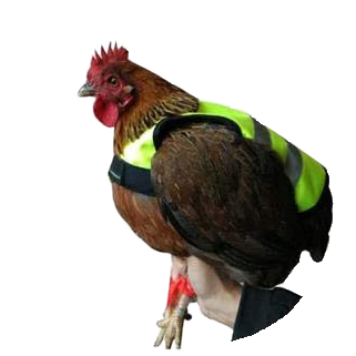 Gaun Poultry Chicken Vest