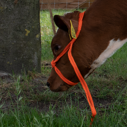 Halter Calf adjustable wide orange Calf