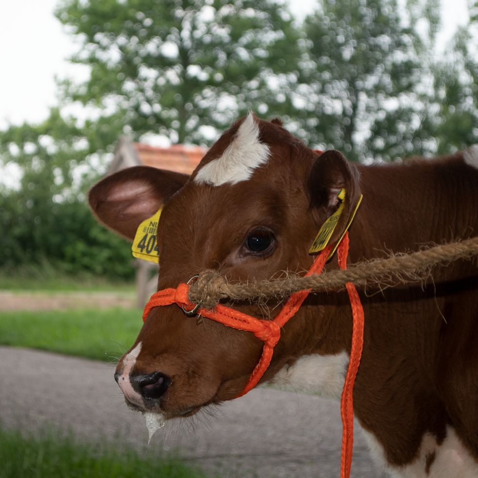 Halter Calf adjustable wide orange Calf