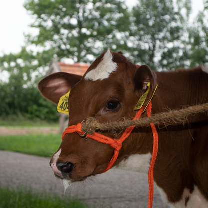 Halter Calf adjustable wide orange Calf