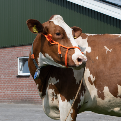 Halter Calf adjustable wide orange Cow