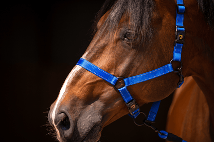 Excellent Premium Halter Blue XS